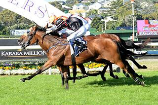 Volpe Veloce Remains Unbeaten in Thrilling Karaka 3YO Mile